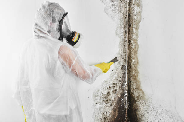 Best Affordable Mold Removal  in Granite, OK