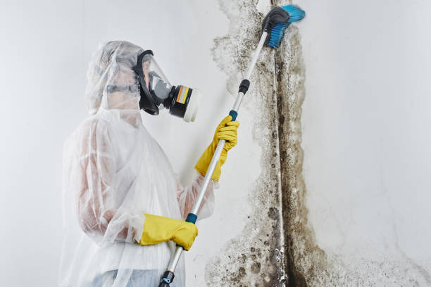 Mold Removal Process in Granite, OK