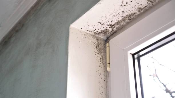 Best Emergency Mold Removal  in Granite, OK