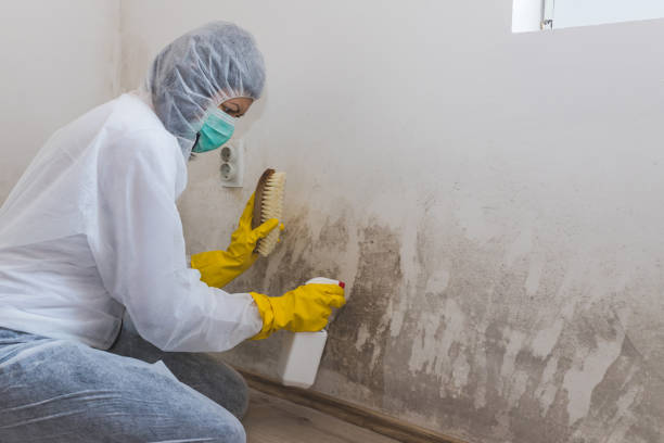 Best Mold Damage Repair  in Granite, OK